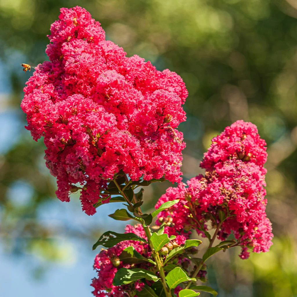 Lilas Des Indes - Lagerstroemia Indica Enduring Red 3 Lilas Des Indes - Lagerstroemia Indica Enduring Red