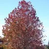 Liquidambar Styraciflua -Promesse de Fleurs Magasin Liquidambar styraciflua 84135 1