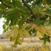 Liquidambar Styraciflua Aurea - Copalme D'Amérique -Promesse de Fleurs Magasin Liquidambar styraciflua Aurea 84137 1