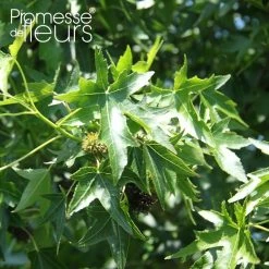 Liquidambar Styraciflua Lane Roberts - Copalme D'Amérique