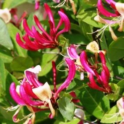 Chèvrefeuille Grimpant - Lonicera Periclymenum Fragrant Cloud®