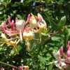 Chèvrefeuille, Lonicera Caprifolium -Promesse de Fleurs Magasin Lonicera caprifolium 771624 1