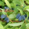 Lonicera Kamtschatica Sweet Myberry - Baie De Mai -Promesse de Fleurs Magasin Lonicera kamtschatica Sweet Myberry 83043 1