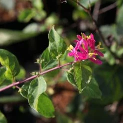 Lonicera Tatarica Arnold Red - Chèvrefeuille De Tartarie