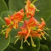 Chèvrefeuille - Lonicera X Heckrotii Firecracker® -Promesse de Fleurs Magasin Lonicera x heckrotii Firecracker 85668 1