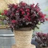 Loropetalum Chinense Ever Red -Promesse de Fleurs Magasin Loropetalum chinense Ever Red Chang Nian Hong 84991 1