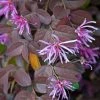 Loropetalum Chinense Pipa's Red -Promesse de Fleurs Magasin Loropetalum chinense Pipa s Red 83369 1