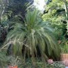 Macrozamia Moorei - Cycas De Moore -Promesse de Fleurs Magasin Macrozamia moorei 89916 1