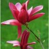 Magnolia Burgundy Star -Promesse de Fleurs Magasin Magnolia Burgundy Star 84156 1