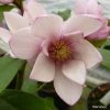 Magnolia Fairy Blush - Michelia Hybride -Promesse de Fleurs Magasin Magnolia Fairy Blush 0536 1