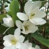 Magnolia Fairy White - Michelia Hybride -Promesse de Fleurs Magasin Magnolia Fairy White Michelia hybride blanc 79053 1