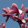 Magnolia Galaxy 2 Magnolia Galaxy -Promesse de Fleurs Magasin Magnolia Galaxy 100268 1