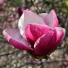 Magnolia March Till Frost 2 Magnolia March Till Frost -Promesse de Fleurs Magasin Magnolia March Till Frost copyright 1002691 1