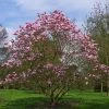 Magnolia Star Wars - Magnolia Campbellii (x) Liliiflora -Promesse de Fleurs Magasin Magnolia Star Wars 82210 1