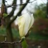 Magnolia Yellow Lantern 2 Magnolia Yellow Lantern -Promesse de Fleurs Magasin Magnolia Yellow Lantern copyright 18302 1