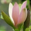 Magnolia Brooklynensis Eva Maria -Promesse de Fleurs Magasin Magnolia brooklynensis Eva Maria 82335 1