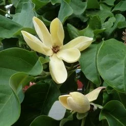 Magnolia Brooklynensis Yellow Bird