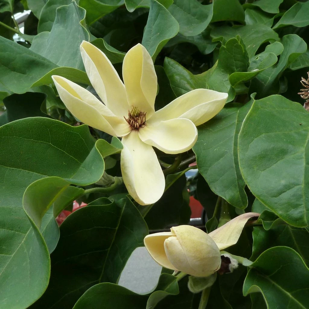 Magnolia Brooklynensis Yellow Bird 3 Magnolia Brooklynensis Yellow Bird