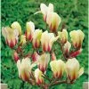 Magnolia Denudata Sunrise 2 Magnolia Denudata Sunrise -Promesse de Fleurs Magasin Magnolia con Sunrise 16339 1