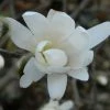 Magnolia Denudata Double Diamond - Magnolia Yulan -Promesse de Fleurs Magasin Magnolia denudata Double Diamond 781969 1
