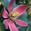 Magnolia Figo Stellar Ruby -Promesse de Fleurs Magasin Magnolia figo Stellar Ruby IF 19038 1