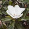 Magnolia Grandiflora Alta - -Promesse de Fleurs Magasin Magnolia grandiflora Alta 84161 1