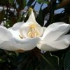 Magnolia Grandiflora Little Gem - Magnolia Nain -Promesse de Fleurs Magasin Magnolia grandiflora Little Gem 84163 1