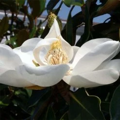 Magnolia Grandiflora Little Gem - Magnolia Nain