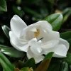 Magnolia Grandiflora Purpan -Promesse de Fleurs Magasin Magnolia grandiflora Purpan 87396 1