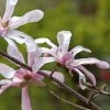 Magnolia Loebneri Merrill -Promesse de Fleurs Magasin Magnolia loebneri Merrill 84167 1