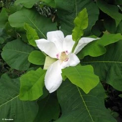 Magnolia Macrophylla Subsp. Ashei - Magnolia à Grandes Feuilles