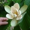 Magnolia Officinalis Biloba - Magnolia Officinal 1 Magnolia Officinalis Biloba - Magnolia Officinal -Promesse de Fleurs Magasin Magnolia officinalis biloba 87142 1