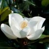 Magnolia Persistant D.d. Blanchard - Magnolias Grandiflora -Promesse de Fleurs Magasin Magnolia persistant Dd blanchard 85742 1