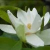 Magnolia Thompsoniana -Promesse de Fleurs Magasin Magnolia thompsoniana 84171 1