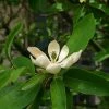 Magnolia Virginiana Glauca - Magnolia De Virginie 1 Magnolia Virginiana Glauca - Magnolia De Virginie -Promesse de Fleurs Magasin Magnolia virginiana Glauca 84172 1