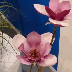 Magnolia X Soulangeana Cameo