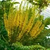Mahonia Bealei -Promesse de Fleurs Magasin Mahonia bealei 89656 1