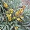 Mahonia Confusa Nara Hiri - Mahonia Hybride -Promesse de Fleurs Magasin Mahonia confusa Nara Hiri 782017 1 1