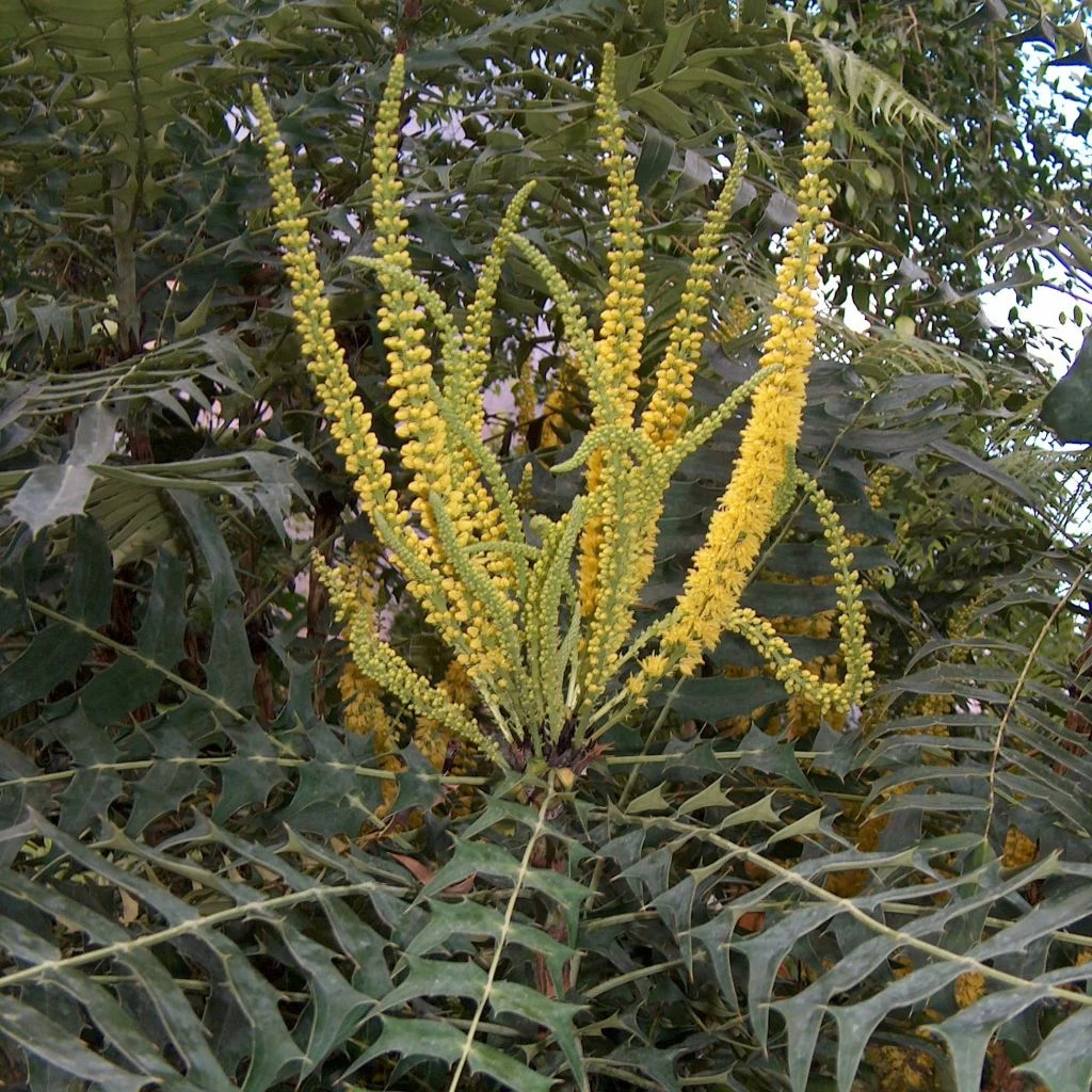 Mahonia Oiwakensis Subsp. Lomariifolia 3 Mahonia Oiwakensis Subsp. Lomariifolia