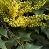 Mahonia (x) Wagneri Fireflame 2 Mahonia (x) Wagneri Fireflame -Promesse de Fleurs Magasin Mahonia x wagneri Fireflame copyright 17030 1 1