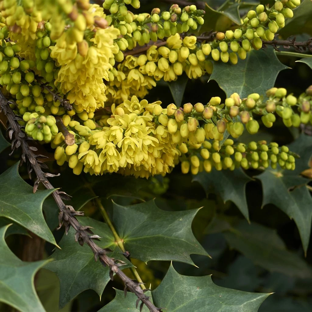 Mahonia (x) Wagneri Fireflame 3 Mahonia (x) Wagneri Fireflame