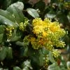 Mahonia (x) Wagneri Pinnacle -Promesse de Fleurs Magasin Mahonia x wagneri pinnacle copyright 17031 1 1