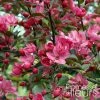 Pommier D'ornement - Malus Liset -Promesse de Fleurs Magasin Malus Liset 100153 1