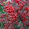 Pommier D'ornement - Malus Red Sentinel -Promesse de Fleurs Magasin Malus Red Sentinel LD PhillpiC 80092 1