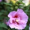 Hibiscus Syriacus Purple Pillar - Althéa -Promesse de Fleurs Magasin Mauve en arbre Hibiscus syriacus Purple Pillar copyright 1002541 1