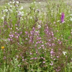 Mélange De Fleurs Sauvages Ombres & Lumières