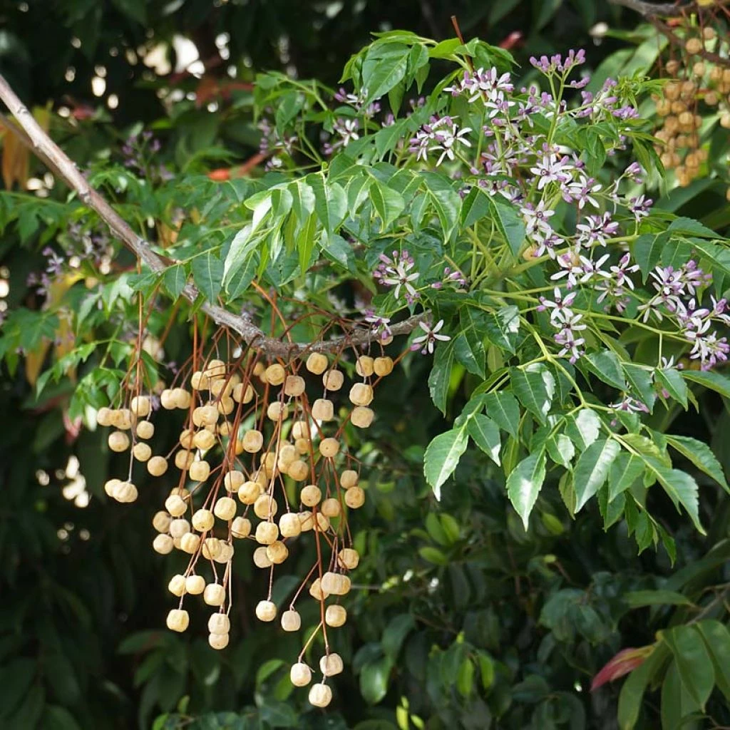 Melia Azedarach - Margousier 3 Melia Azedarach - Margousier