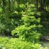 Metasequoia Glyptostroboides Chubby 1 Metasequoia Glyptostroboides Chubby -Promesse de Fleurs Magasin Metasequoia glyptostroboides Chubby 100737 1