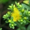 Millepertuis - Hypericum Kalmianum Cobalt-n-Gold -Promesse de Fleurs Magasin Millepertuis Hypericum kalmianum Cobalt n Gold LD 1006682 1