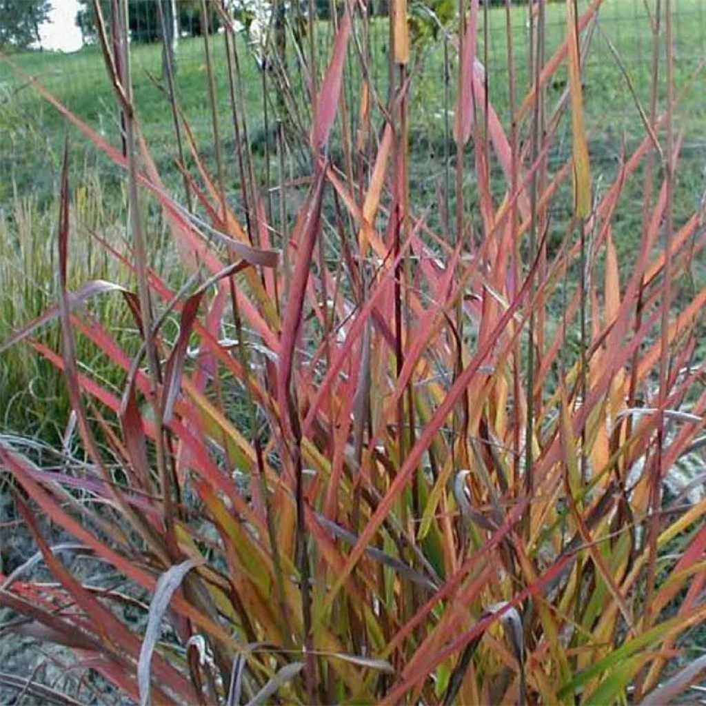 Miscanthus Sinensis Purple Fall® - Eulalie, Roseau De Chine 3 Miscanthus Sinensis Purple Fall® - Eulalie, Roseau De Chine